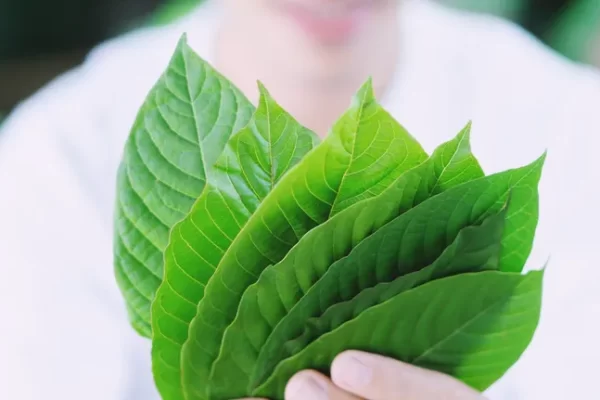 Benefits of kratom leaves and the correct way to eat